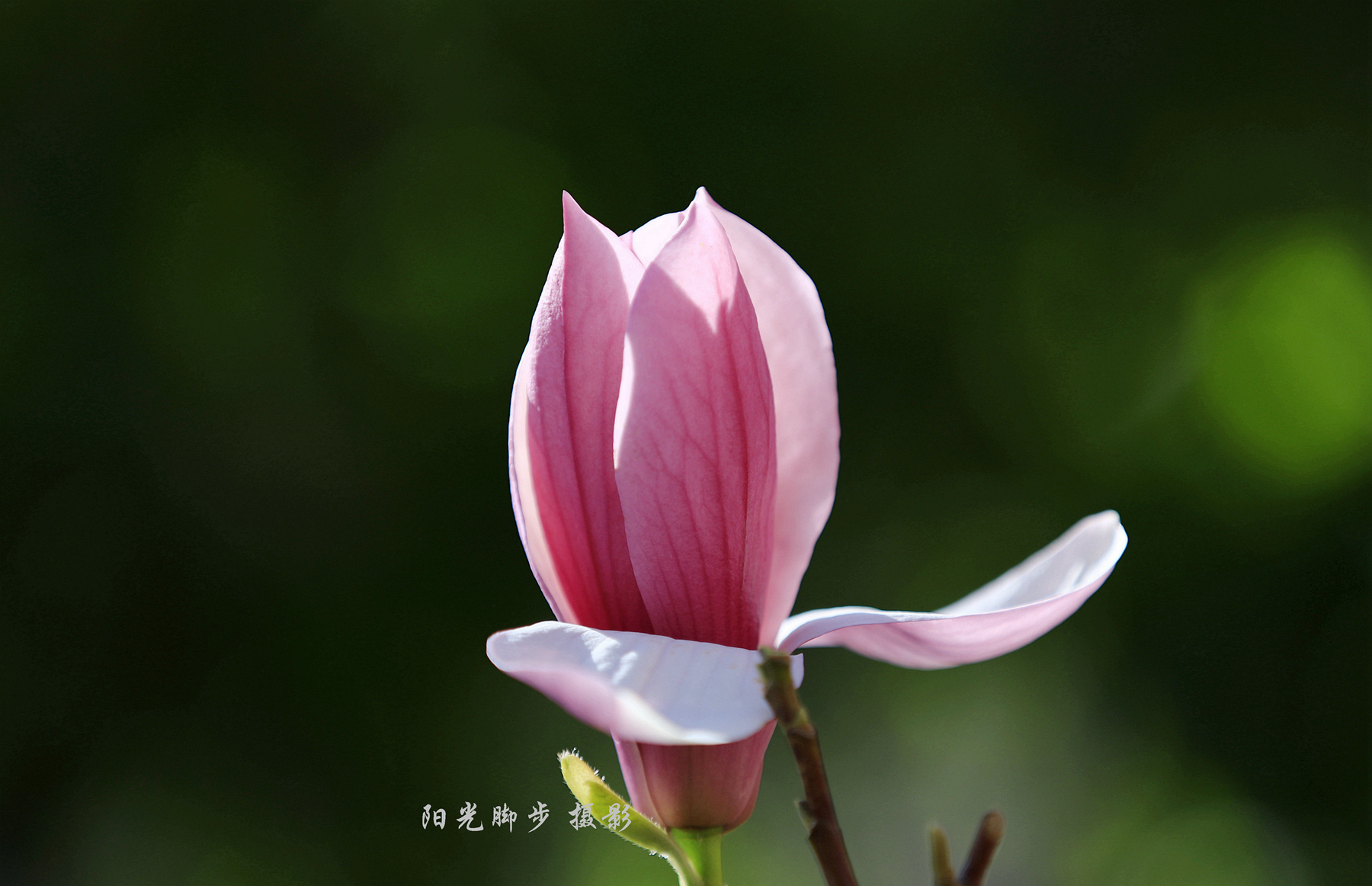 花开如梦，绘就人生绚烂篇章