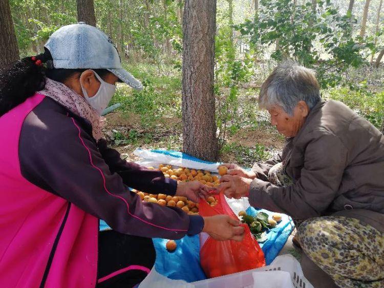 杏果，自然美味与健康并重的果实