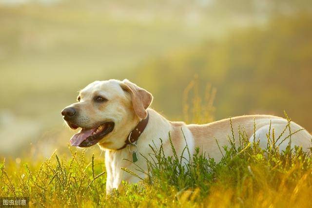 布拉多犬，忠诚、友善与力量的完美交融