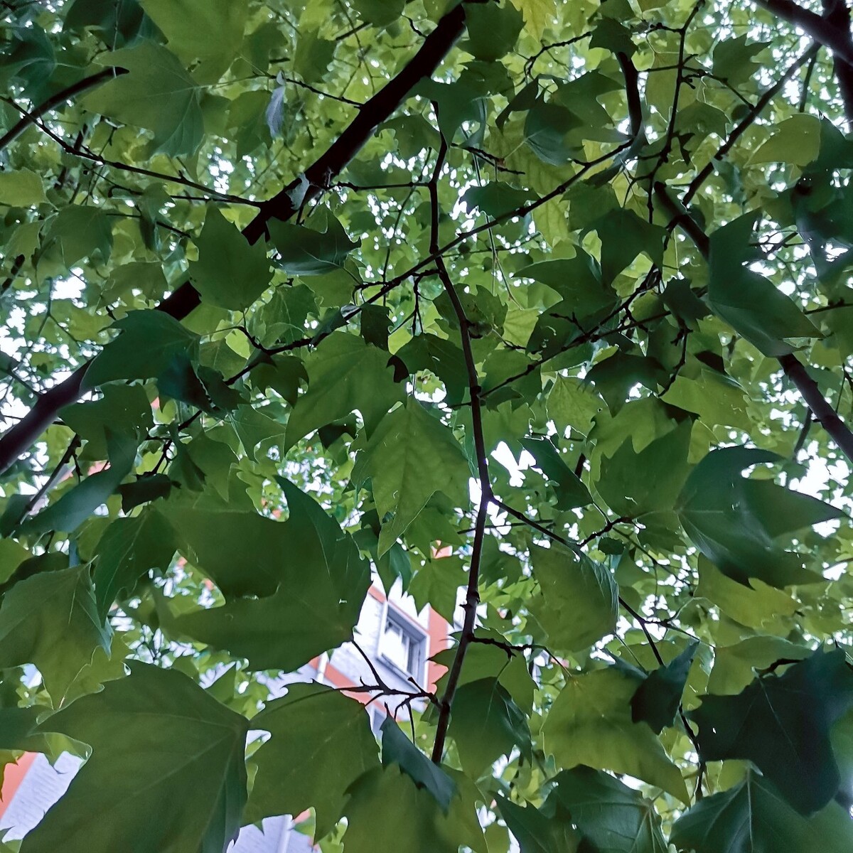 夏叶之韵，盛夏的生机与繁华盛景