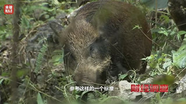 揭秘野猪肉难以登上餐桌的真相