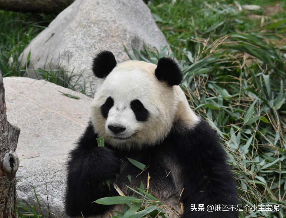 揭秘鸟中大熊猫的神秘搬家之旅！