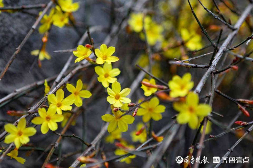 淄博发现特殊花卉，请立即上报，探寻与保护的重要任务