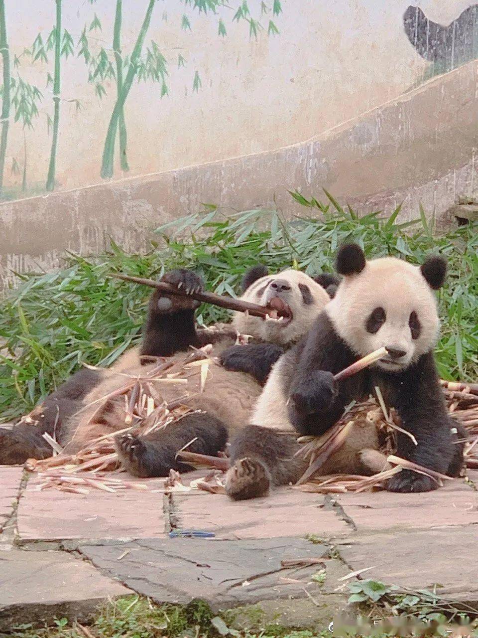 数百人共赏小鹿魅力时光，齐聚上海交大