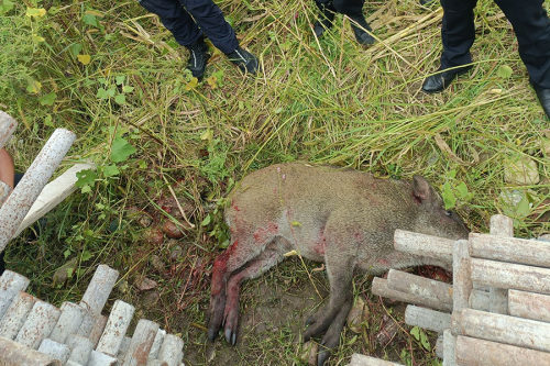 河南野猪闯入居民家伤人事件，人与自然共存面临的挑战与应对策略