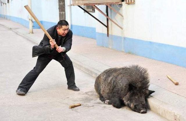 河南一野猪闯入居民家中伤人,稳定设计解析策略_尊贵版16.605