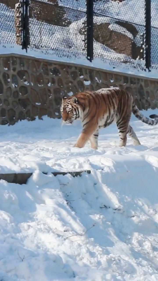 雪域奇缘，东北虎变身滑滑虎之旅