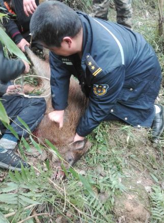 男子收养的野猪日常，人与自然的和谐共生之路