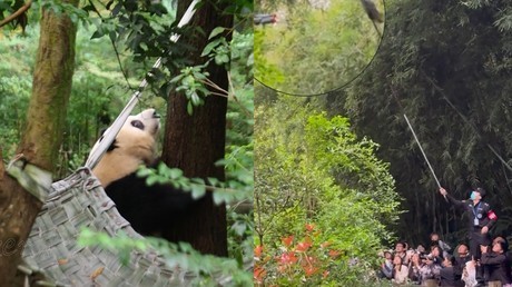 女子熊猫基地拉横幅引发争议，公众深思的背后原因及影响