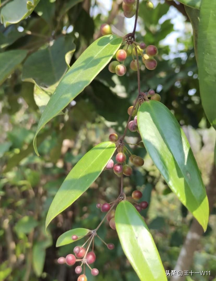 土茯苓煲汤，功效与作用的全面解析