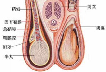 男性阴囊潮湿背后的隐患，成因、影响及防治策略全解析