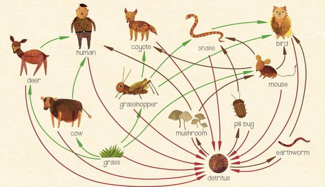揭秘食物链，生态生存法则与奥秘探寻