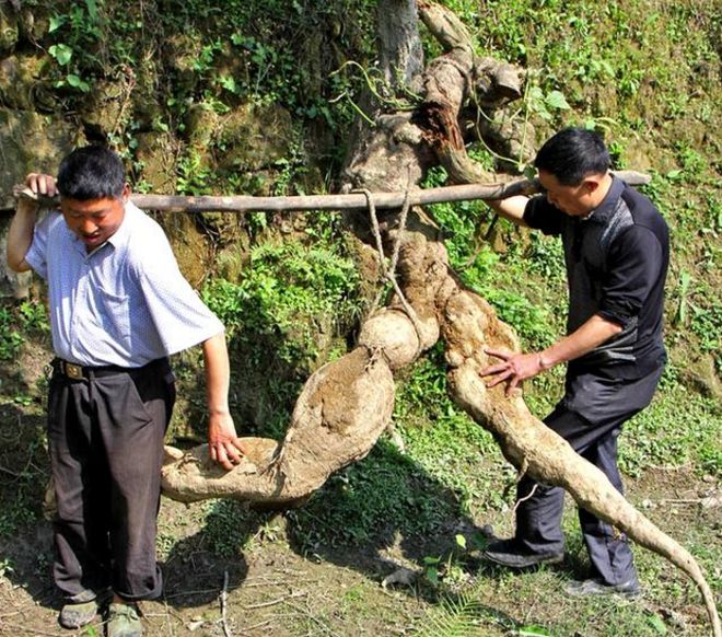 葛根挖掘最佳时机揭秘，把握季节，收获健康宝藏