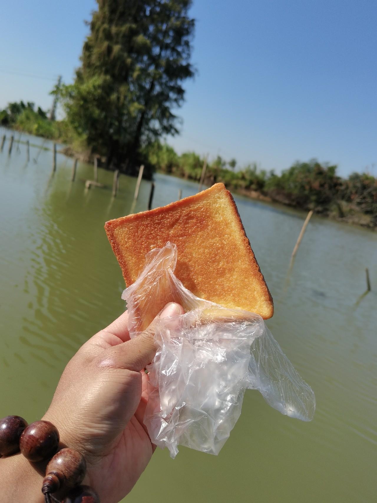 揭秘神秘生物，独特鱼类趴地虎探秘之旅