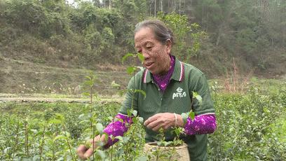 小叶苦丁茶，守护健康的神奇之茶