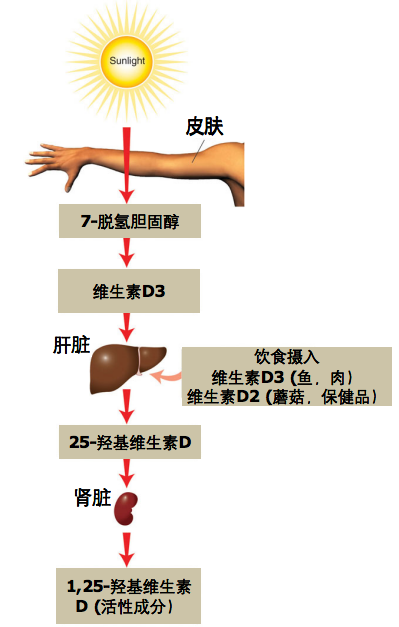 维生素D与高血压风险，潜在关联的揭示