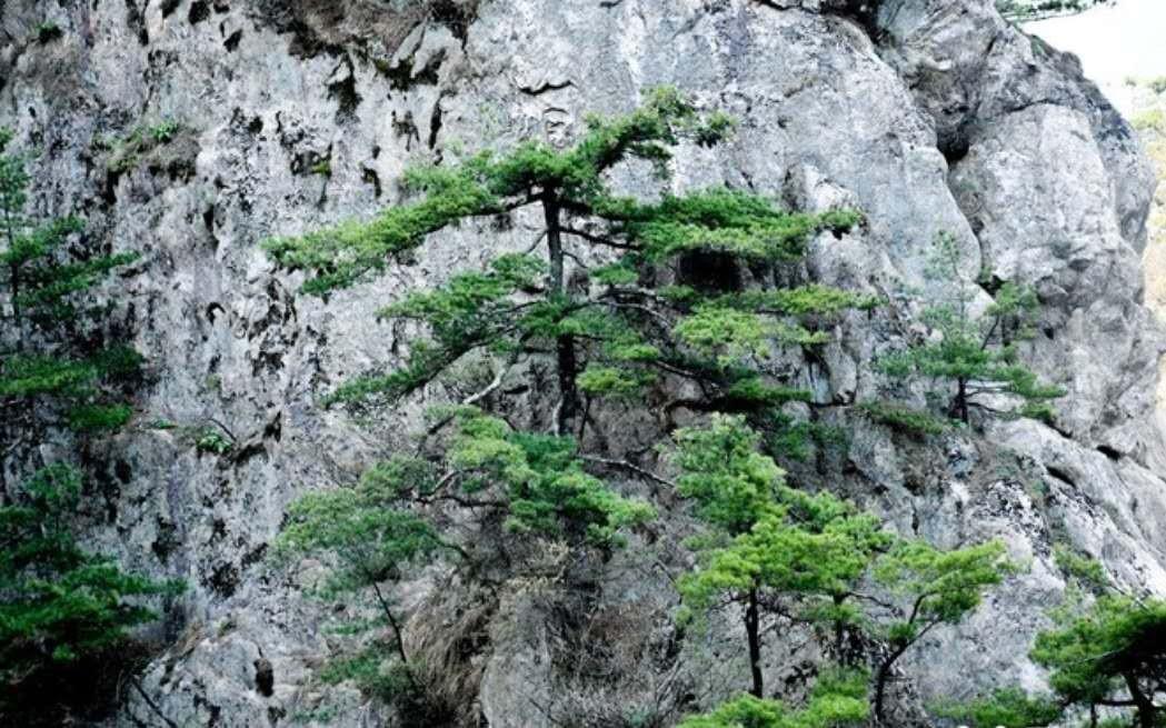 揭秘老君山，高铁直达的神秘仙境探索之旅！