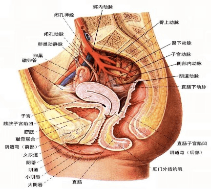 解读儿童盆腔积液真相，小男孩盆腔积液是否正常？